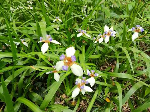 A Dreamy Purple-and-White Carpet —Brazilian Iris B