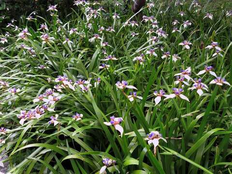 A Dreamy Purple-and-White Carpet —Brazilian Iris B