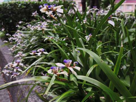 A Dreamy Purple-and-White Carpet —Brazilian Iris B