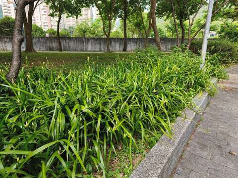 A Dreamy Purple-and-White Carpet —Brazilian Iris B