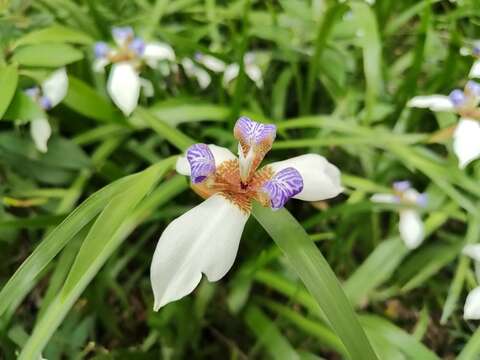 A Dreamy Purple-and-White Carpet —Brazilian Iris B