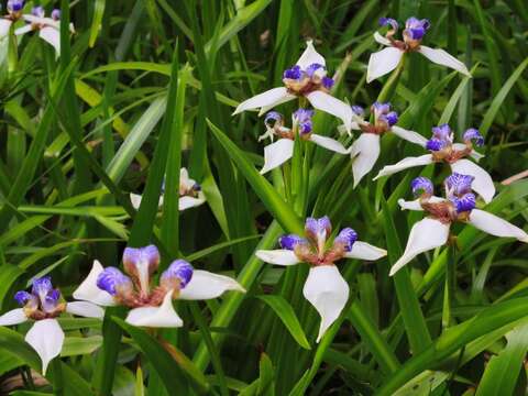 A Dreamy Purple-and-White Carpet —Brazilian Iris B