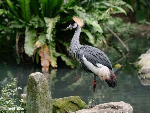 Bird News Keeps Coming at Taipei Zoo: Baby Birds A