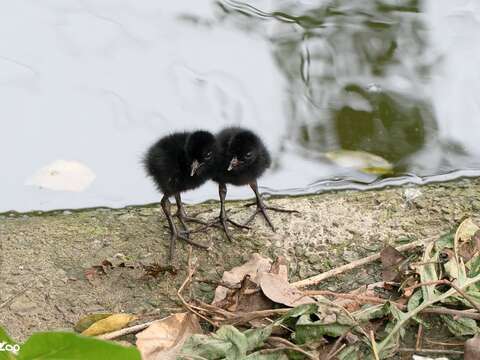 Bird News Keeps Coming at Taipei Zoo: Baby Birds A