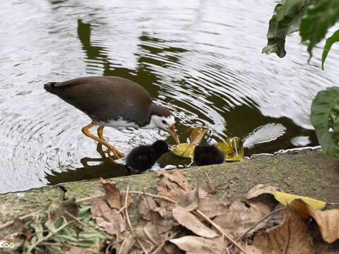 Bird News Keeps Coming at Taipei Zoo: Baby Birds A