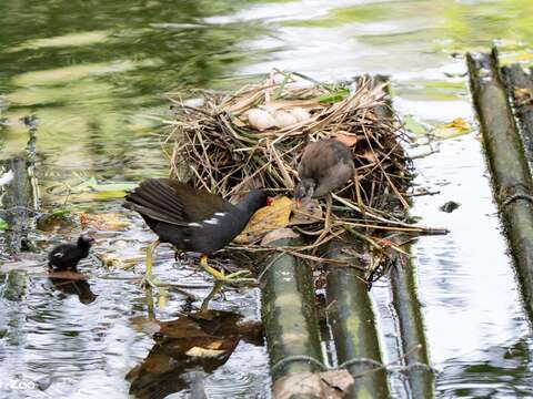 Bird News Keeps Coming at Taipei Zoo: Baby Birds A