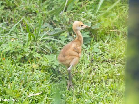 Bird News Keeps Coming at Taipei Zoo: Baby Birds A