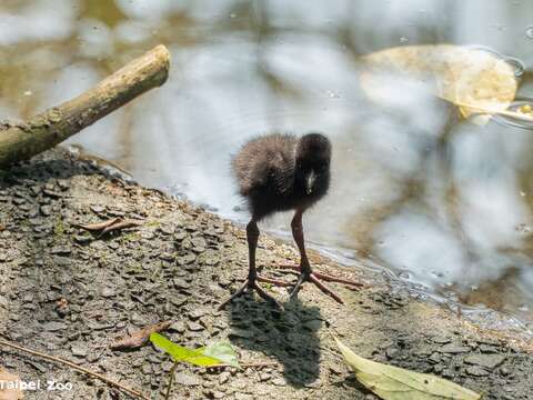 Bird News Keeps Coming at Taipei Zoo: Baby Birds A