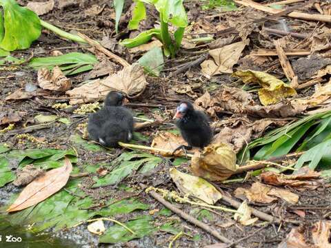 Bird News Keeps Coming at Taipei Zoo: Baby Birds A