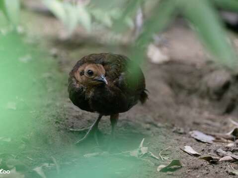 Bird News Keeps Coming at Taipei Zoo: Baby Birds A