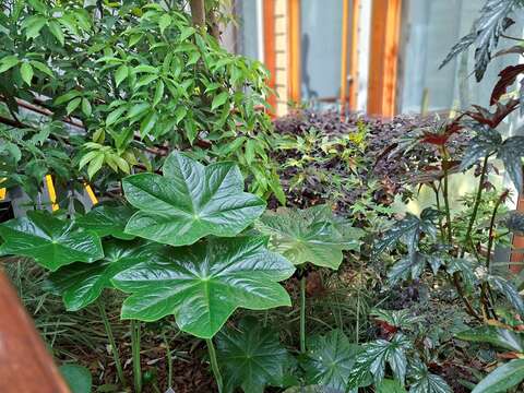 八角蓮位於溫帶植物區。（圖片來源：臺北市政府工務局公園路燈工程管理處）