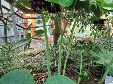 （圖片來源：臺北市政府工務局公園路燈工程管理處）