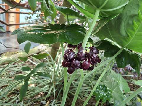 八角蓮的花瓣6至9枚。（圖片來源：臺北市政府工務局公園路燈工程管理處）