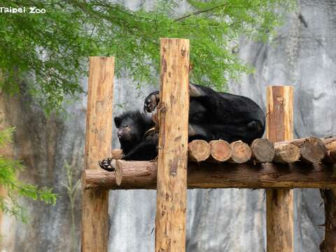 黑熊利用環境設施磨蹭身體。（圖片來源：臺北市立動物園）