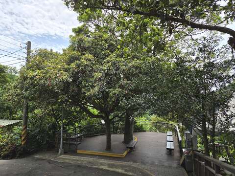 夫妻樹（圖片來源：臺北市政府工務局大地工程處）