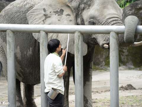 Elephants Go to School: Zookeeper Talks on Animal