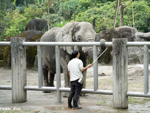 Elephants Go to School: Zookeeper Talks on Animal