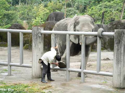 Elephants Go to School: Zookeeper Talks on Animal
