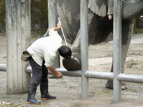 Elephants Go to School: Zookeeper Talks on Animal