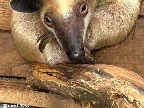 小食蟻獸黑妞喜歡躲在洞裡休息。(圖片來源:臺北市立動物園)