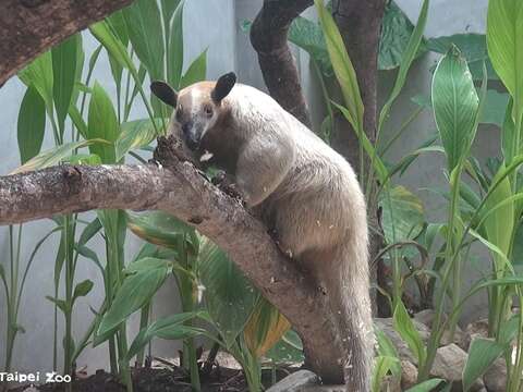 小食蟻獸黑妞不假外出,動物園籲請協尋。(圖片來源:臺北市立動物園)