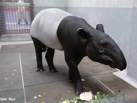 馬來貘Bintang回到動物園後，馬上吃了幾根紅蘿蔔和玉米以及地瓜葉。（圖片來源：臺北市立動物園）