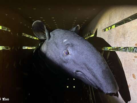 馬來貘Bintang在箱籠等待時狀態穩定。（圖片來源：臺北市立動物園）