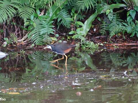 International Day for Biological Diversity: Urban