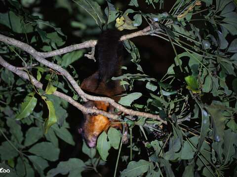 International Day for Biological Diversity: Urban