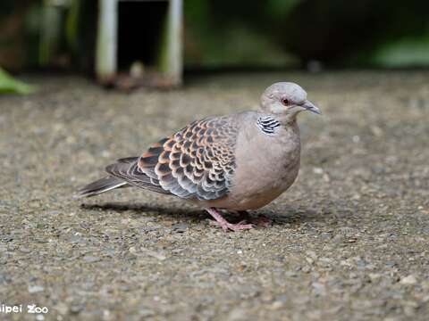 International Day for Biological Diversity: Urban