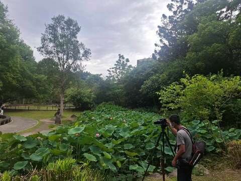 夏荷帶來一片欣欣向榮及嶄新風貌,並吸引民眾前往賞花拍照(圖片來源:臺北市政府工務局公園路燈工程管理處)