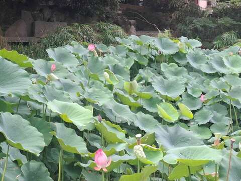 荷葉田田美景(圖片來源:臺北市政府工務局公園路燈工程管理處)