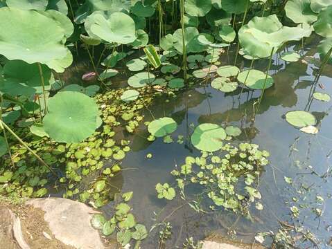 荷花池補植水生植物(圖片來源:臺北市政府工務局公園路燈工程管理處)