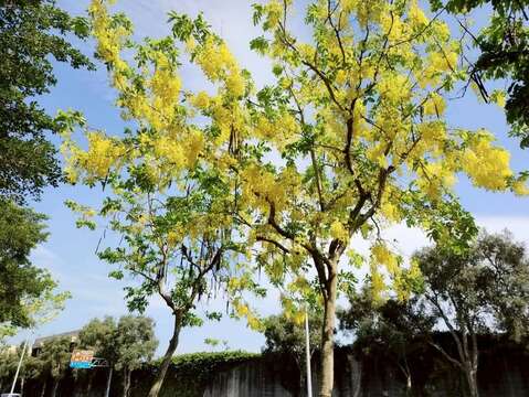 上塔悠及下塔悠公園花串隨風搖曳,金黃色花海沿著道路綿延(圖片來源:臺北市政府工務局公園路燈工程管理處)
