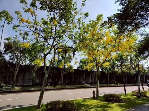 阿勃勒沿著道路盛開(圖片來源:臺北市政府工務局公園路燈工程管理處)