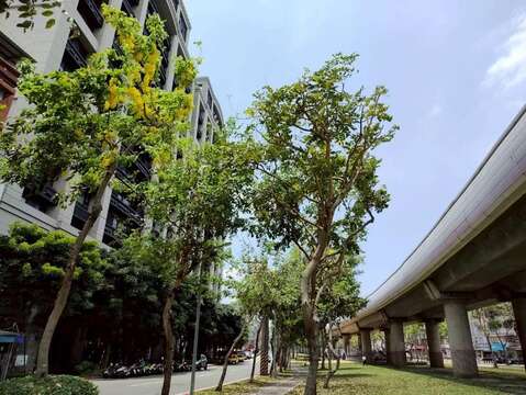 線形公園滿樹金黃與遍地花影交織而成的夏日風景(圖片來源:臺北市政府工務局公園路燈工程管理處)