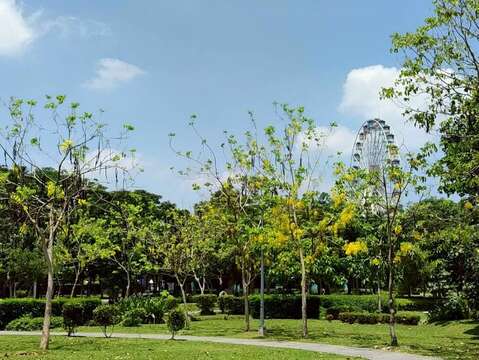 美崙公園滿樹金黃與遍地花影交織而成的夏日風景(圖片來源:臺北市政府工務局公園路燈工程管理處)