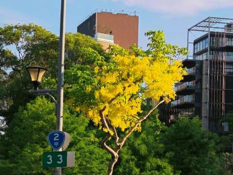 福林路阿勃勒茂盛(圖片來源:臺北市政府工務局公園路燈工程管理處)