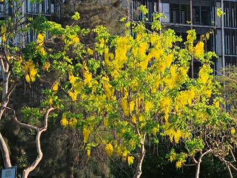 福林路阿勃勒金黃與遍地花影交織而成的夏日風景(圖片來源:臺北市政府工務局公園路燈工程管理處)