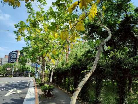 堤頂大道2段阿勃勒金黃與遍地花影交織而成的夏日風景(圖片來源:臺北市政府工務局公園路燈工程管理處)