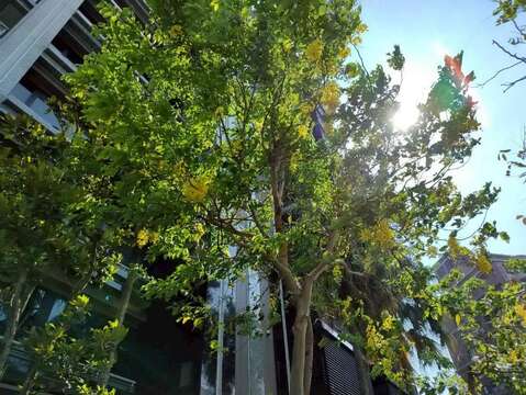 堤頂大道2段阿勃勒-仰視(圖片來源:臺北市政府工務局公園路燈工程管理處)