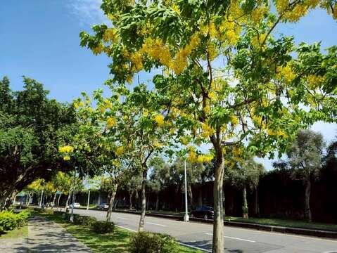 金黃色花海沿著道路綿延(圖片來源:臺北市政府工務局公園路燈工程管理處)