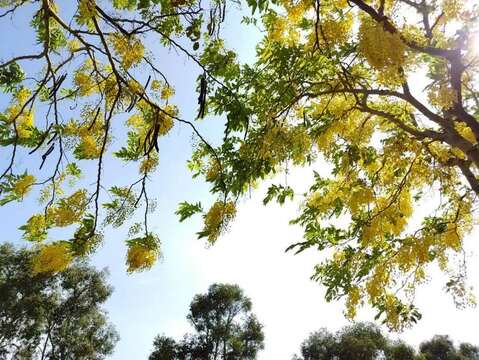 阿勃勒盛開-仰視(圖片來源:臺北市政府工務局公園路燈工程管理處)