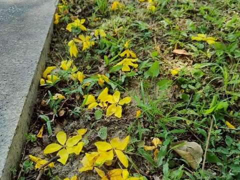 阿勃勒盛開時,花瓣隨風飄落,如細兩般灑滿人行道,也像是大自然送給城市的一封夏日情書(圖片來源:臺北市政府工務局公園路燈工程管理處