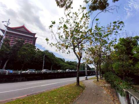 中山北路阿勃勒金黃與遍地花影交織而成的夏日風景(圖片來源:臺北市政府工務局公園路燈工程管理處)