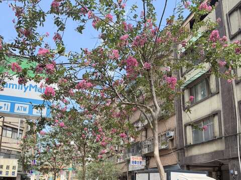 貴陽街紫薇搭配矮仙丹複層式花臺(圖片來源:臺北市政府工務局公園路燈工程管理處)