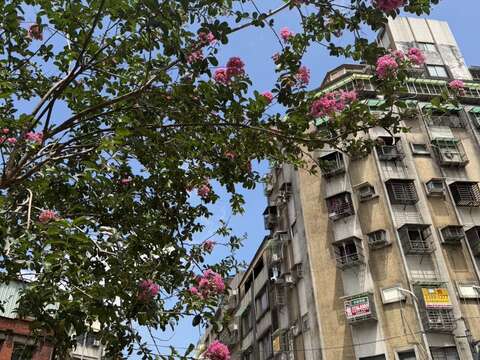 貴陽街仰望紫薇花現藍天白雲中(圖片來源:臺北市政府工務局公園路燈工程管理處)
