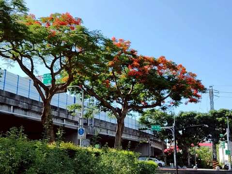 花博公園新生園區路旁鳳凰木