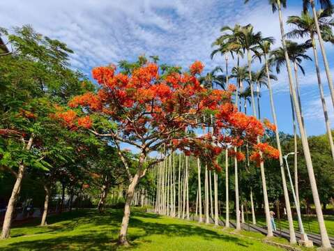 士林官邸公園鳳凰木已進入全面盛開期,濃烈花景交織成夏日最動人的城市風景（圖片來源：臺北市政府工務局公園路燈工程管理處）