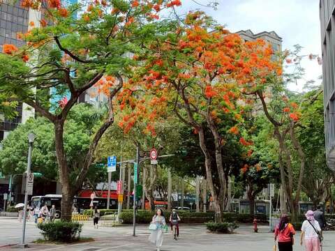 仁愛圓環鳳凰木盛開,濃烈花景交織成夏日最動人的城市風景（圖片來源：臺北市政府工務局公園路燈工程管理處）
